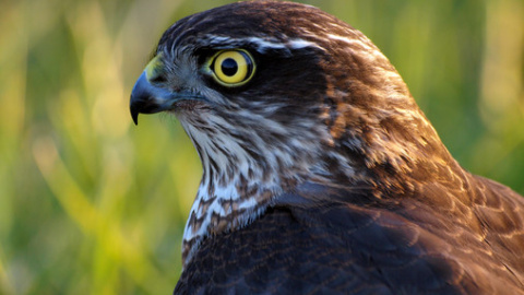 La provincia de Guipúzcoa es uno de los escenarios de la caza furtiva de aves en nuestro país, algo preocupante si se tiene en cuenta que se trata de una zona importante de tránsito migratorio para las aves. En la imagen, un gavilán común (