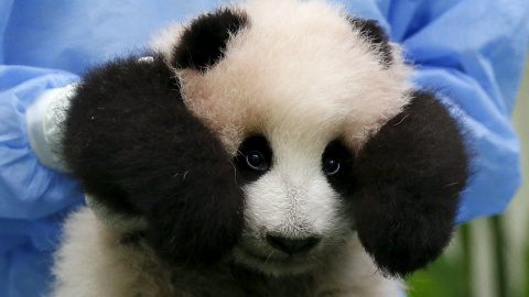 Un empleado del zoológico coge a un cachorro panda de tres meses para la exhibición al público por primera vez en el zoológico nacional en Kuala Lumpur, Malasia. REUTERS/Olivia Harris