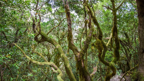 Bosque laurisilva en La Gomera.