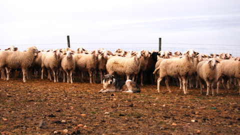 Un rebaño de ovejas vigilada por un perro en la localidad de Armuña, en Segovia. LUCÍA VILLA