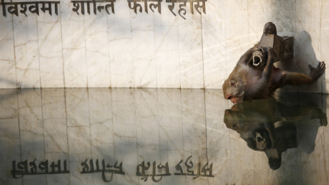 Un mono se refleja en un estanque, mientras bebe agua en una fuente del templo conocido como Templo de los Monos en Katmandú, Nepal.- REUTERS / Navesh Chitrakar