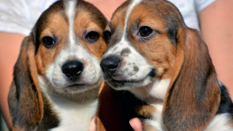 Dos de los cachorros de perro nacidos por fecundación in vitro. UNIVERSIDAD DE CORNELL