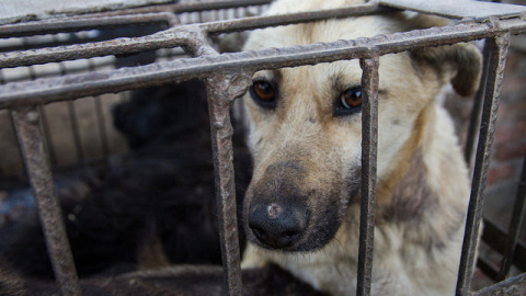 Igualdad Animal entregará firmas en la Embajada de China contra el comercio de carne y piel de perros y gatos.