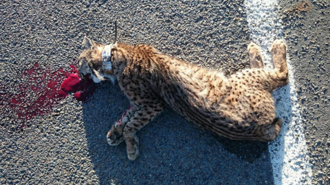 El cadáver de un lince víctima de un atropello en Huelva. EFE