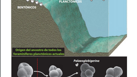 Gráfico sobre la evolución de los primeros foraminíferos tras el evento de extinción del límite KT.