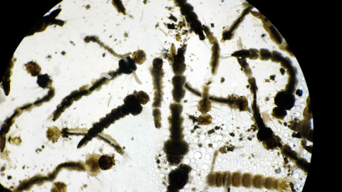 Imagen de un laboratorio de larvas del mosquito Aedes Aegypti, transmisor del virus del zika, el dengue y el chikunguña. EFE