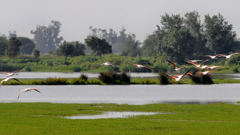 Doñana es uno de los principales humedales españoles, incluido en la lista Ramsar de humedales más importantes del mundo. AFP