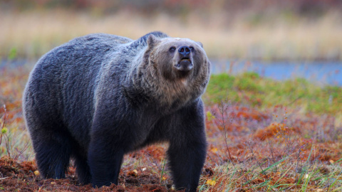 Un oso pardo, la especie de la que más ataques se han registrado, olisqueando el ambiente. CSIC