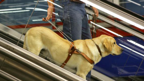 Un perro guía con su usuario en una escalera mecánica. ONCE