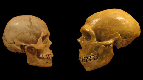 Cráneos de sapiens y neandertal.- CSIC