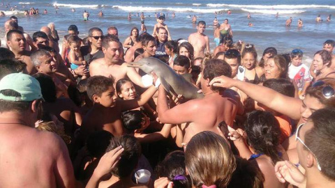 Una cría de delfín muere mientras un grupo de bañistas la pasa de mano en mano para hacerse selfies en la playa