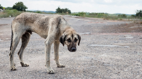 Imagen que muestra a un perro desnutrido