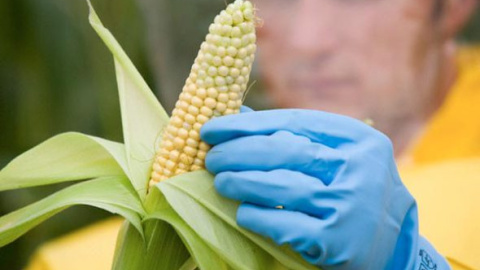 Dos de cada cinco hectáreas de maíz transgénico que se cultivan en España, 42.612 de 107.749, se encuentran en Aragón.