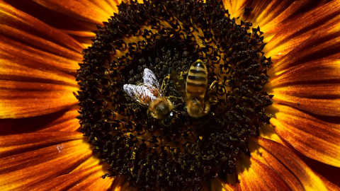 Unas abejas recolectan el polen de una flor en Italia. AFP