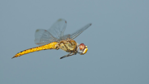 El cuerpo y las alas de la libélula Pantala flavescens han evolucionado de tal forma que permiten al insecto recorrer distancias extraordinarias. / Greg Lasley