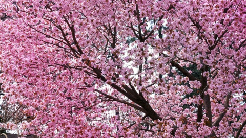 Cerezo en flor