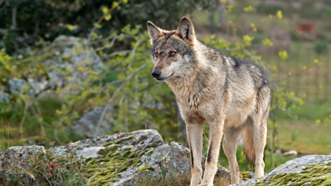 La manifestación de este domingo en Madrid exigirá el fin de las matanzas de lobos.