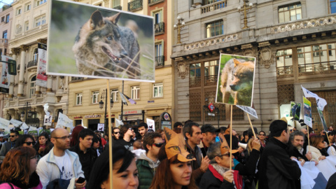 Manifestantes marchan hacia la Puerta de Sol para exigir el fin de la matanza del lobo ibérico./J.T