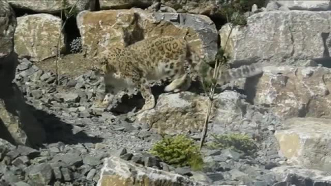 Los pandas rojos y los leopardos de las nieves del zoo de Dublín ya tienen nueva casa