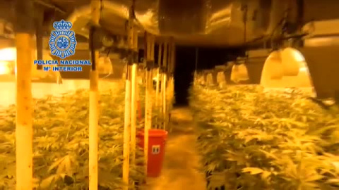 Desmantelada la mayor plantación de marihuana subterránea en una finca en Toledo