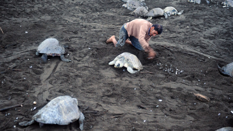 Un hombre recoge huevos en un programa de protección de tortugas en Ostional, Costa Rica. YURI CORTEZ (AFP)