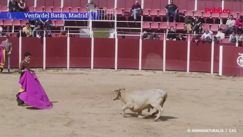 La crueldad de las becerradas en la Venta del Batán de Madrid