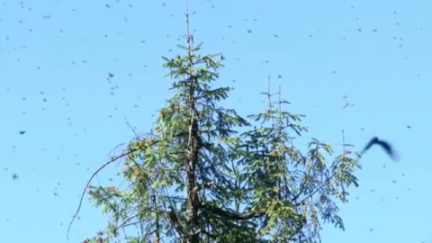  La mariposa monarca, en peligro de extinción, aumenta su presencia en México después de un descenso durante décadas