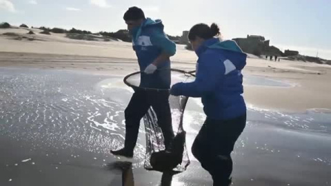 Las redes de pesca y la contaminación humana en el mar afecta gravemente a los lobos marinos en Argentina