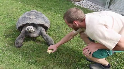 Nace en un zoo de Suiza una tortuga gigante albina de Galápagos