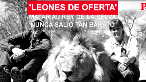 Leones 'de oferta': matar al rey de la selva nunca salió tan barato