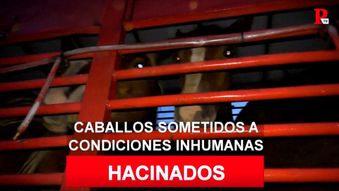 Maltrato animal: estos caballos morirán hacinados