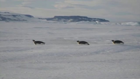 El pingüino emperador en peligro de extinción