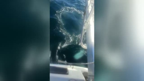 Un velero sufre daños tras ser atacado por unas orcas en Corrubedo   