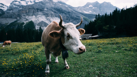 Imagen de archivo de una vaca pastando.