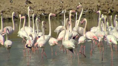 La sequía pone en peligro el ecosistema de Doñana