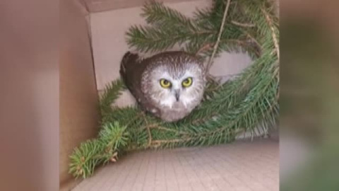 Recuperado un búho entre las ramas del árbol de Navidad del Rockefeller Center