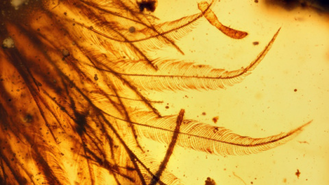 Fotografías al microscopio de las plumas de dinosaurio conservadas en ámbar.-ROYAL SASKATCHEWAN MUSEUM