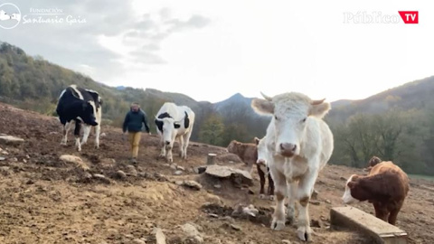 Santuario Gaia: cómo salvar a los animales del maltrato