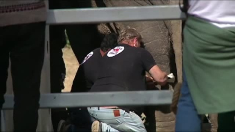 Kaavan, el 'elefante solitario' que ha pasado 35 años en un zoo de de Pakistán, será liberado en Camboya