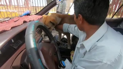 El perro Cano: el mejor copiloto