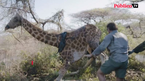 Así fue el rescate de Asiwa, una jirafa aislada por las inundaciones en Kenia