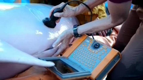 Rescatan a dos delfines rosados en la amazonia boliviana