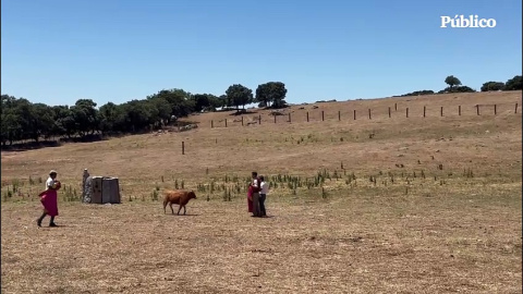 Almeida exhibe su gusto por el maltrato animal y se pone a torear una vaquilla