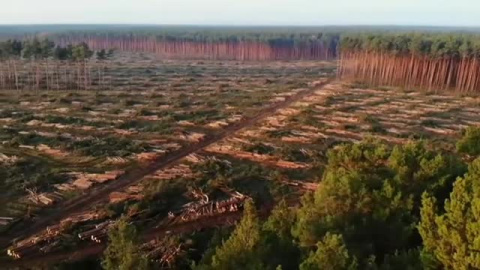 La hibernación de la serpiente Coronella trunca los planes del dueño de Tesla en Europa