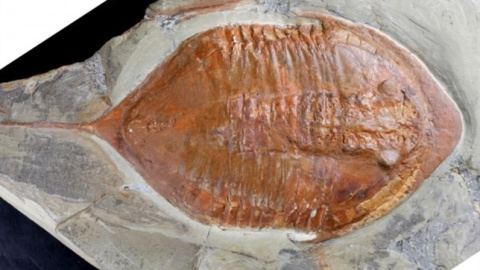 Hallados en Marruecos fósiles de trilobites con patas y partes blandas de hace 478 millones de años/ CSIC