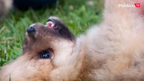 Casas de acogida: la alternativa a la adopción y, sobre todo, a la compra de mascotas