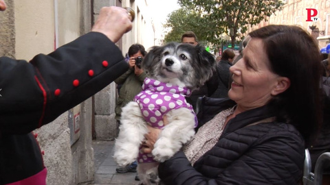 'Fiesta Animal': Almeida prescinde de las protectoras