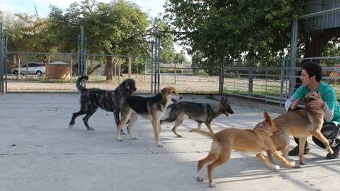 El Centro de Protección Animal de Movera ha dado en adopción 530 perros en los últimos dos años, periodo en el que ingresaron 525.