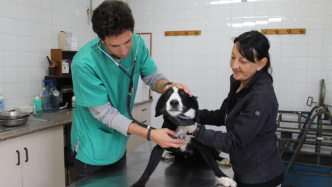 Los perros rescatados en los pueblos de la provincia son curados, desparasitados y vacunados antes de ser ofrecidos en adopción.