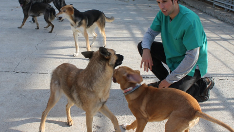 El Centro de Protección Animal de Movera ha dado en adopción 530 perros en los últimos dos años, periodo en el que ingresaron 525/PÚBLICO